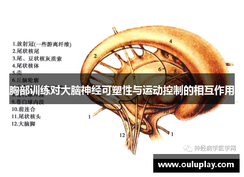 胸部训练对大脑神经可塑性与运动控制的相互作用
